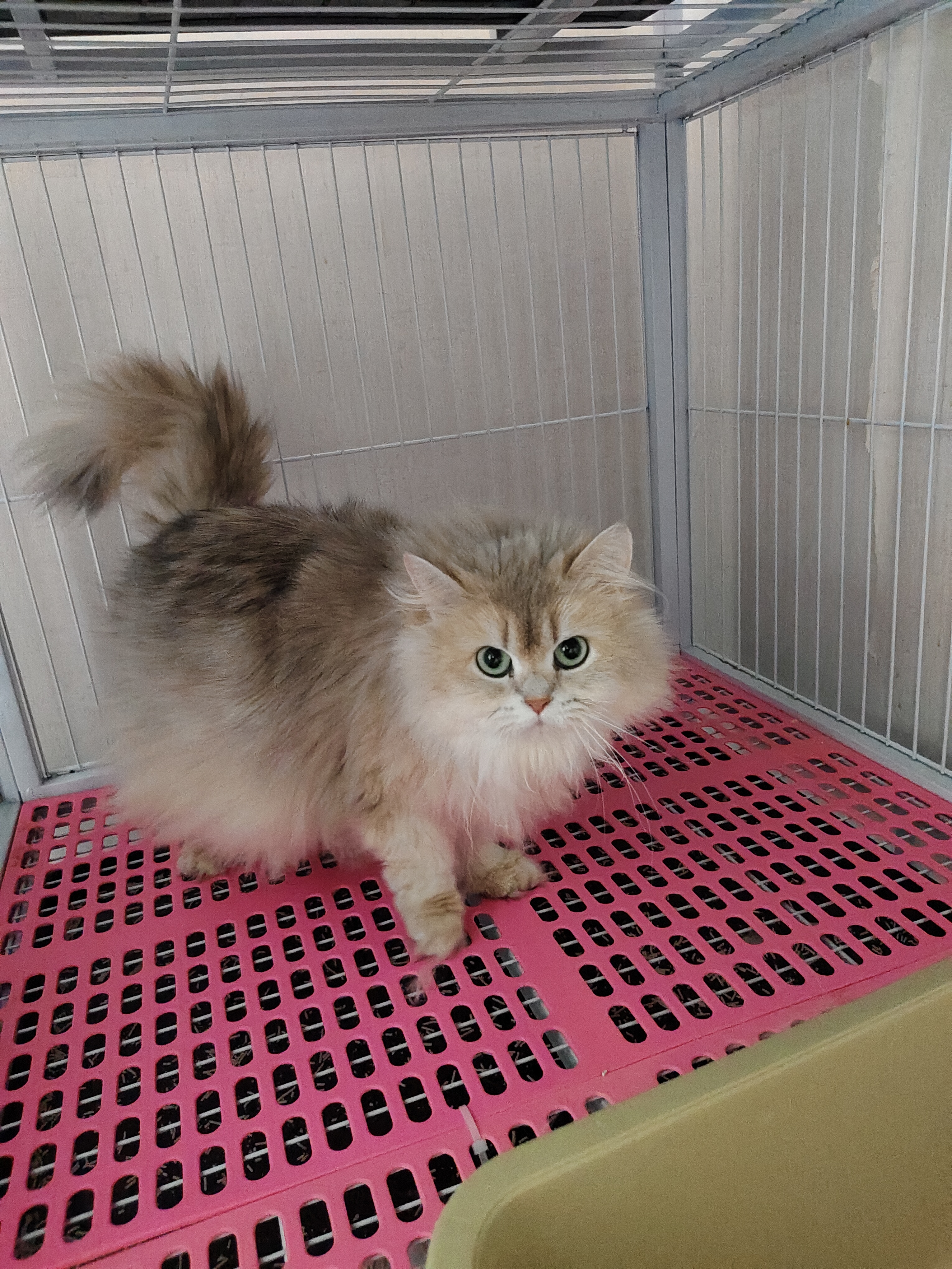 布偶猫布偶猫